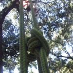 A tree climbing knot in the foreground with two recreational tree climbers in the background.